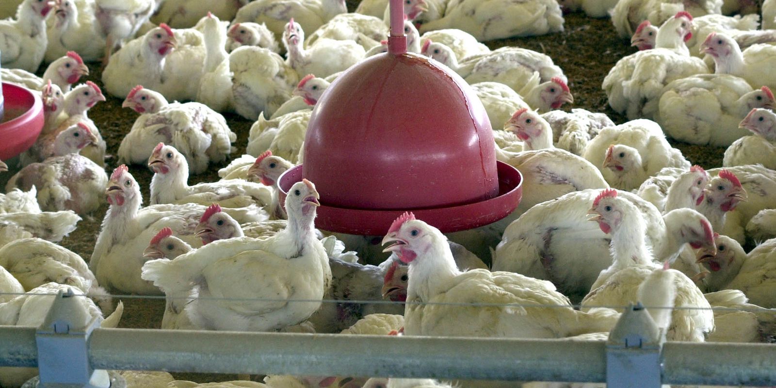 Agricultura confirma caso de gripe aviária em município do RS