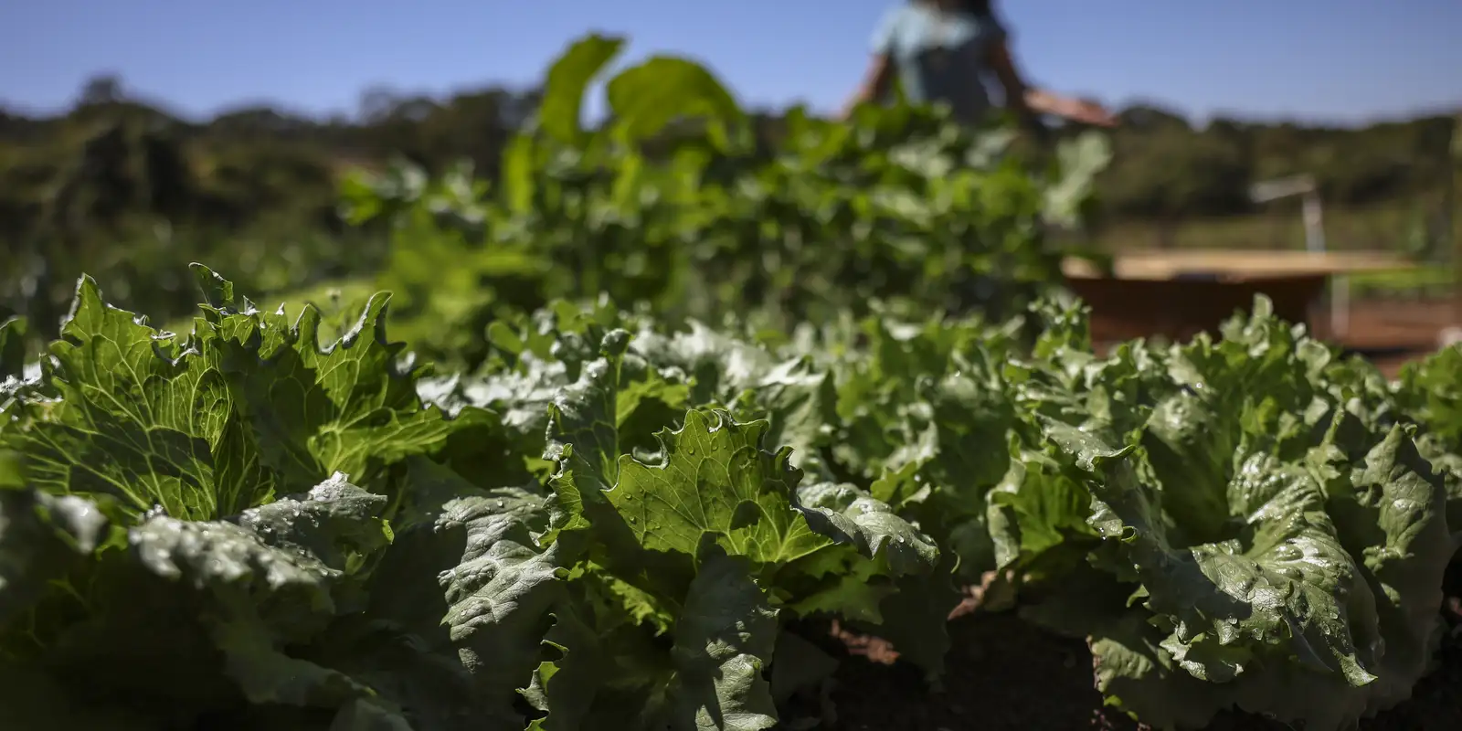 Parceria destina R$ 299 milhões para agricultura familiar na Bahia